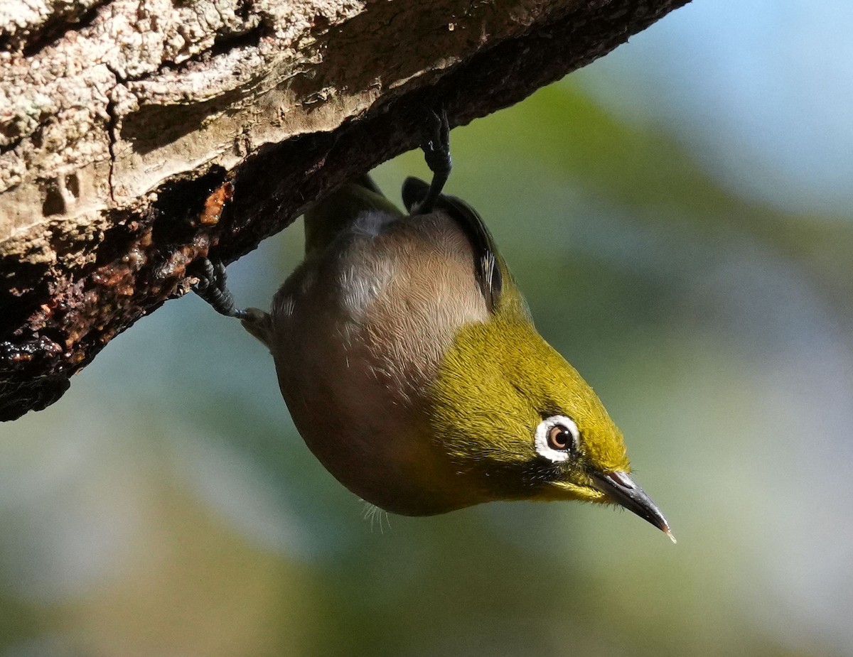 Warbling White-eye - ML612028374