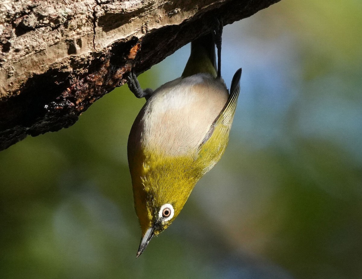 Warbling White-eye - ML612028375