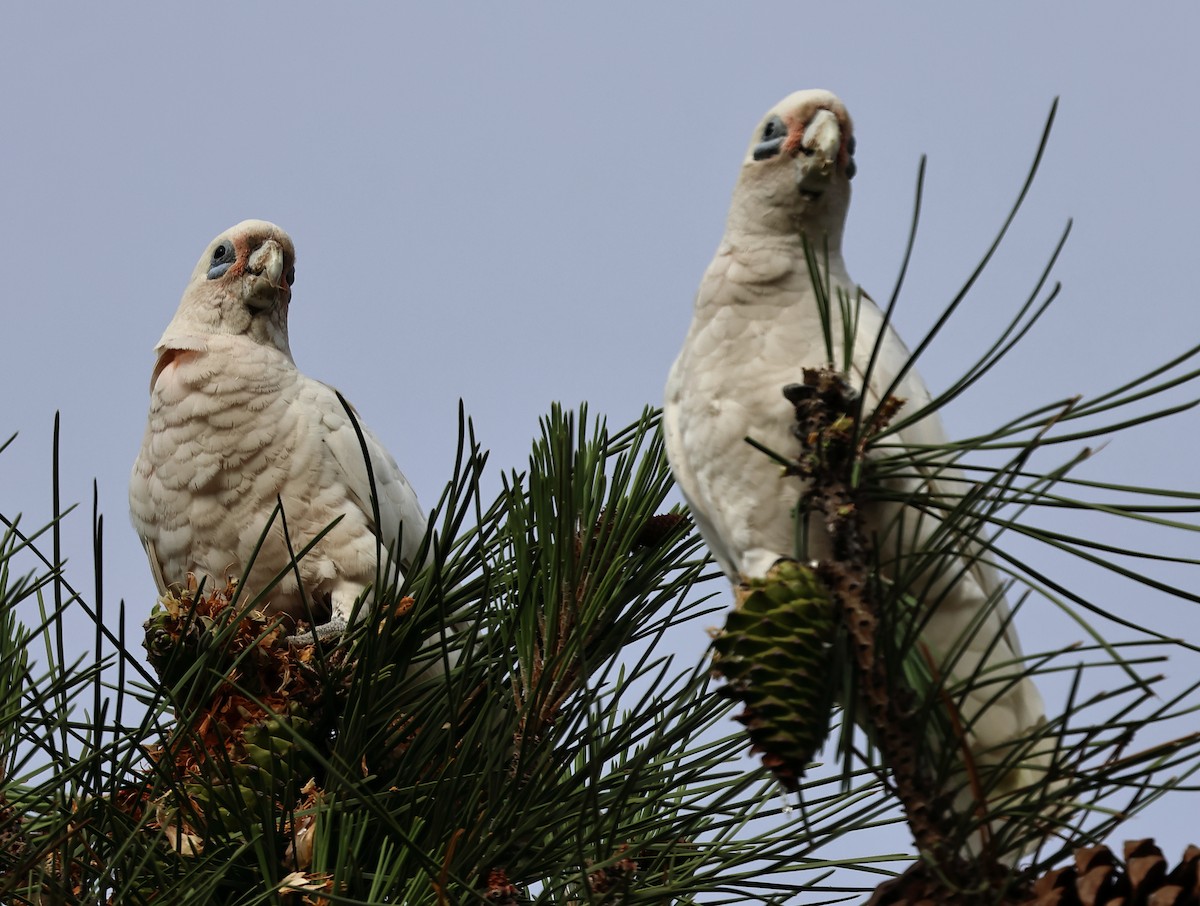 Cacatúa Sanguínea - ML612028394