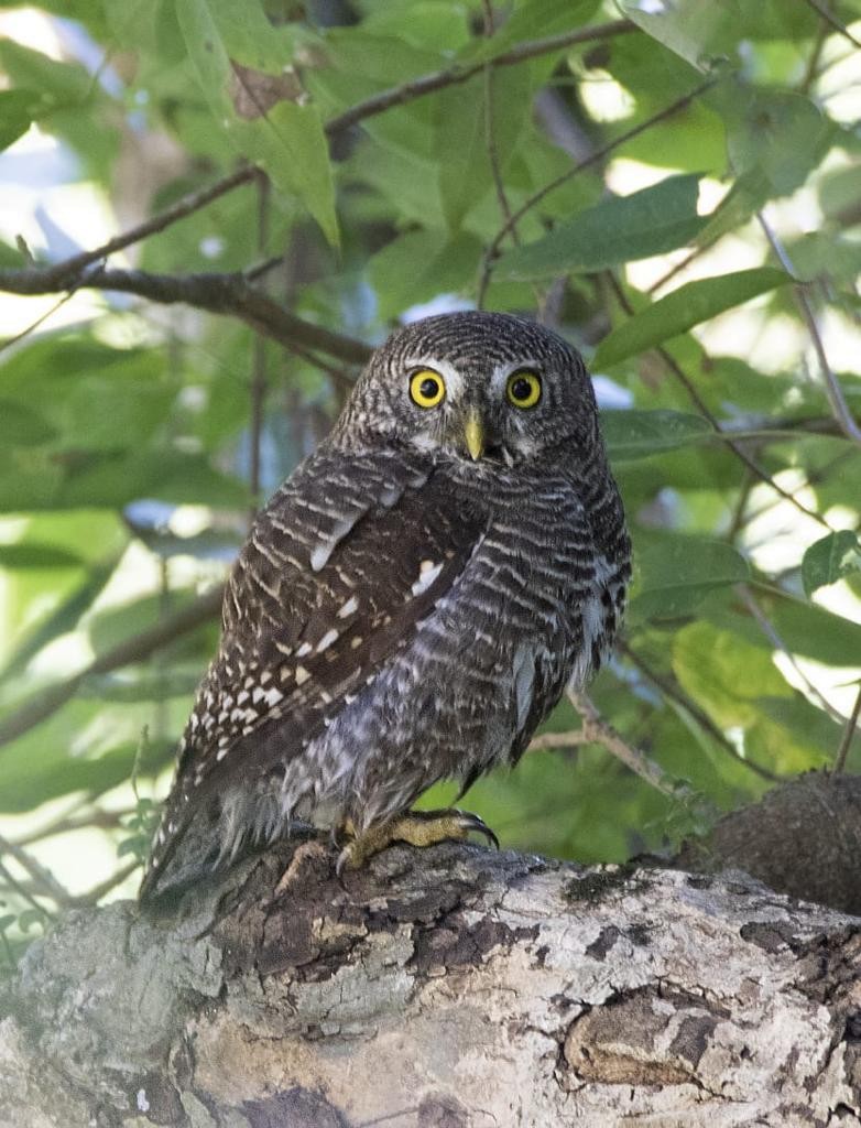 Asian Barred Owlet - Team Incredible Birding
