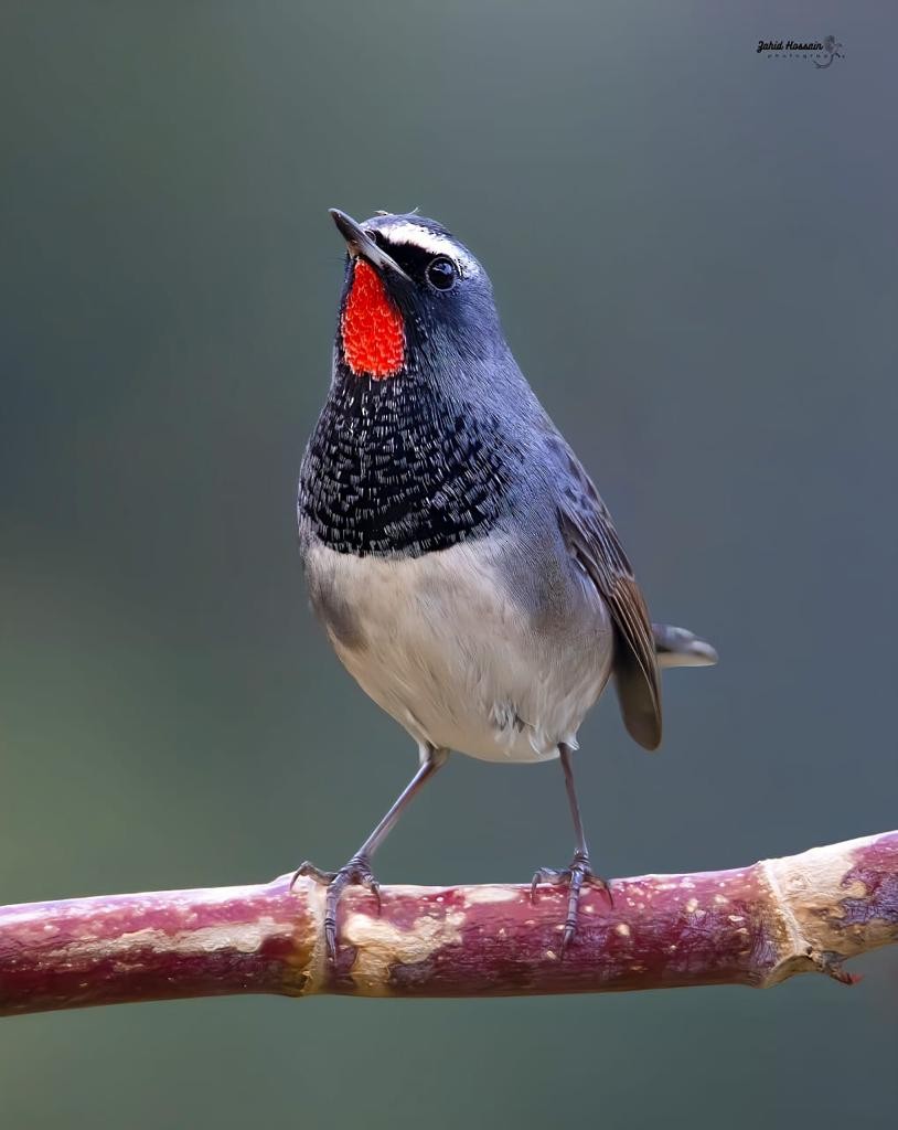 Himalayan Rubythroat - Team Incredible Birding