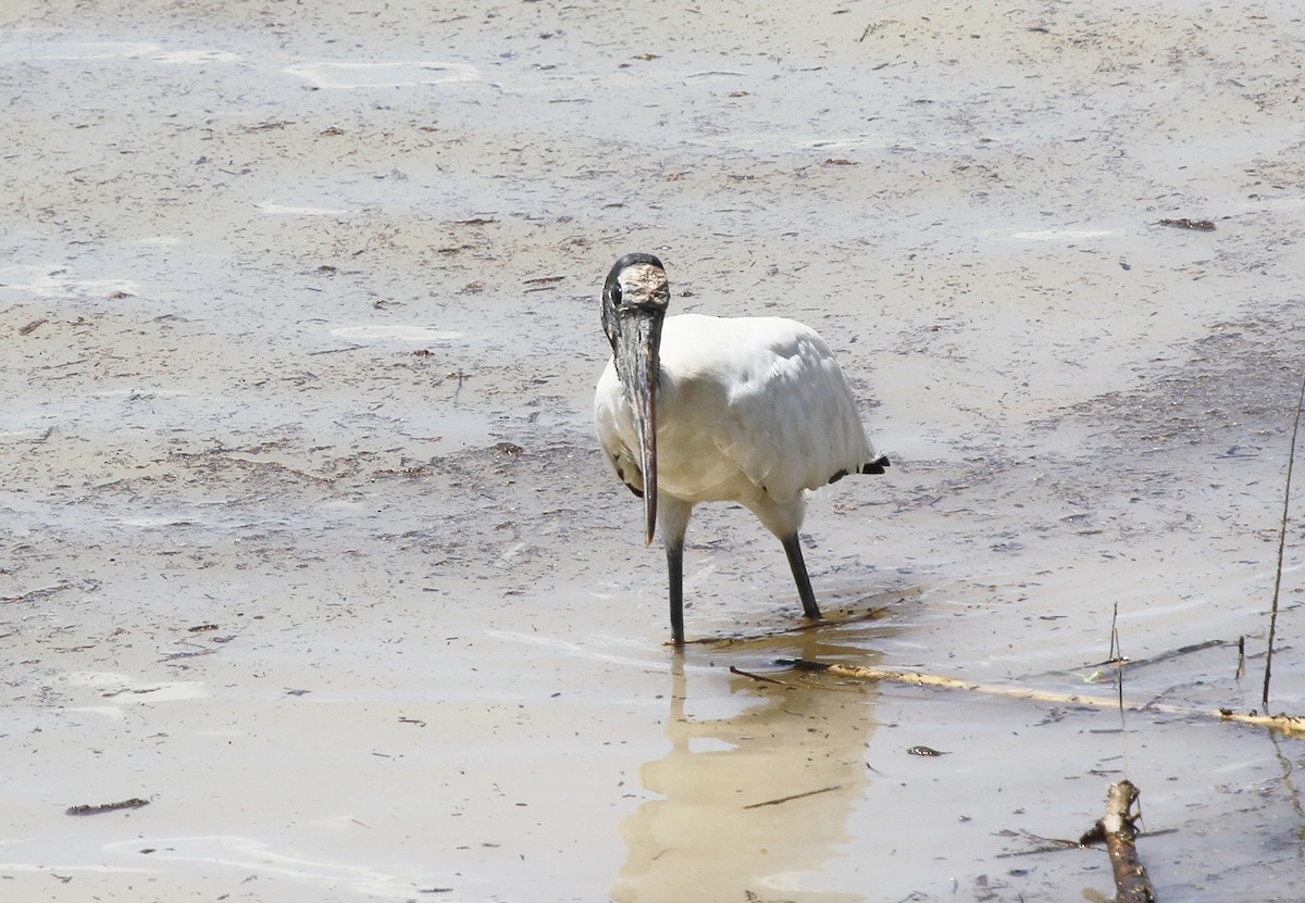 Wood Stork - ML612028478