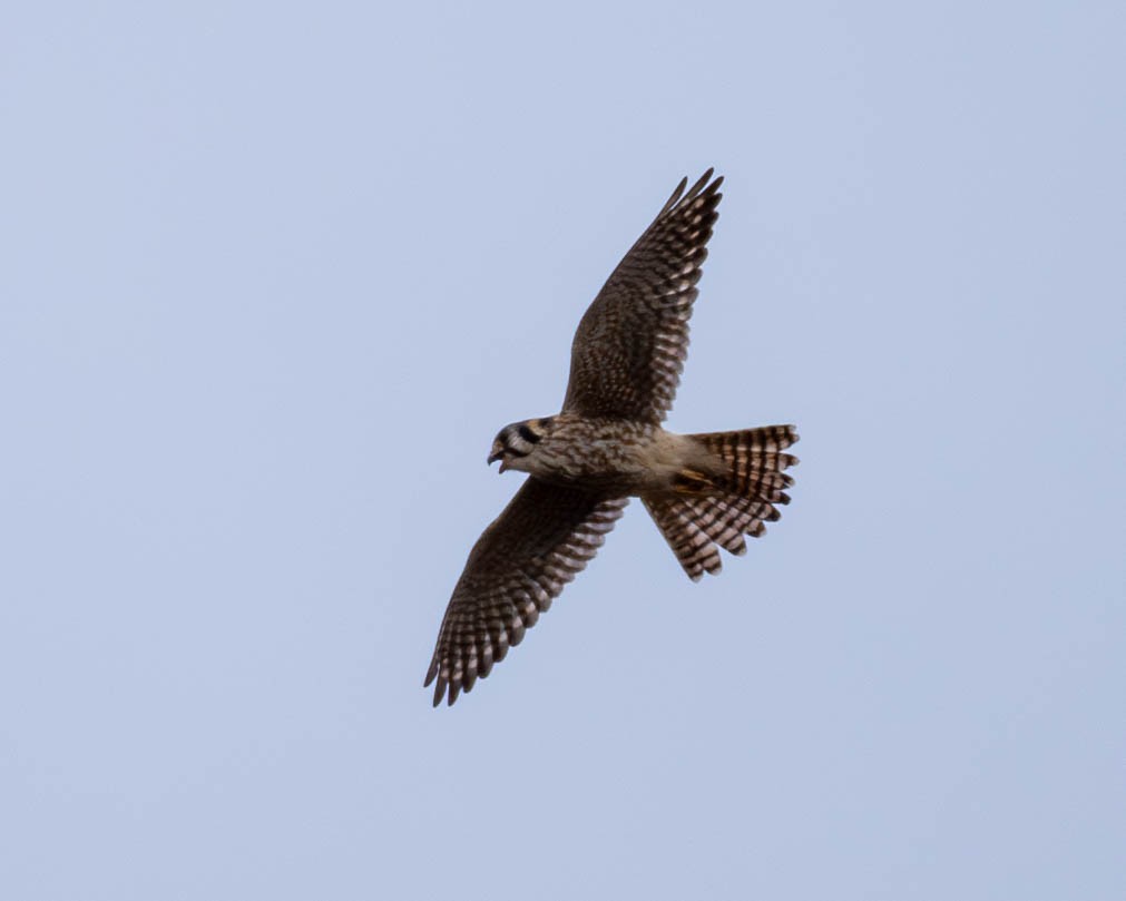 American Kestrel - ML612028486