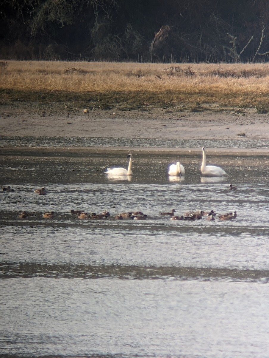 Trumpeter Swan - Julia Dolan