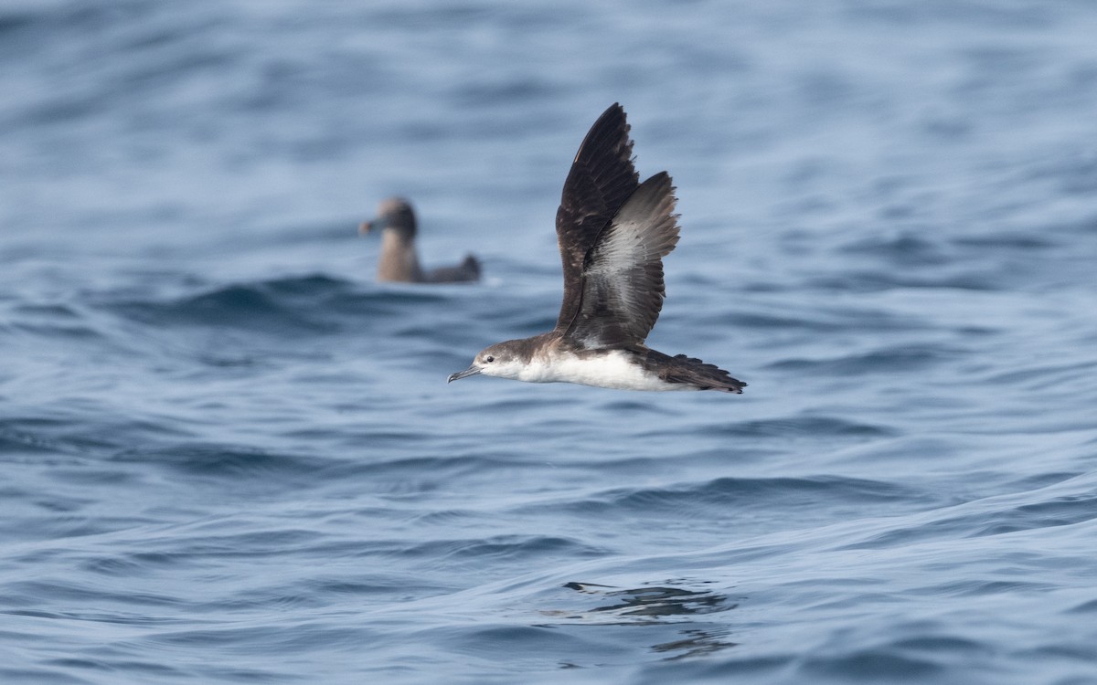 Persian Shearwater - ML612028543