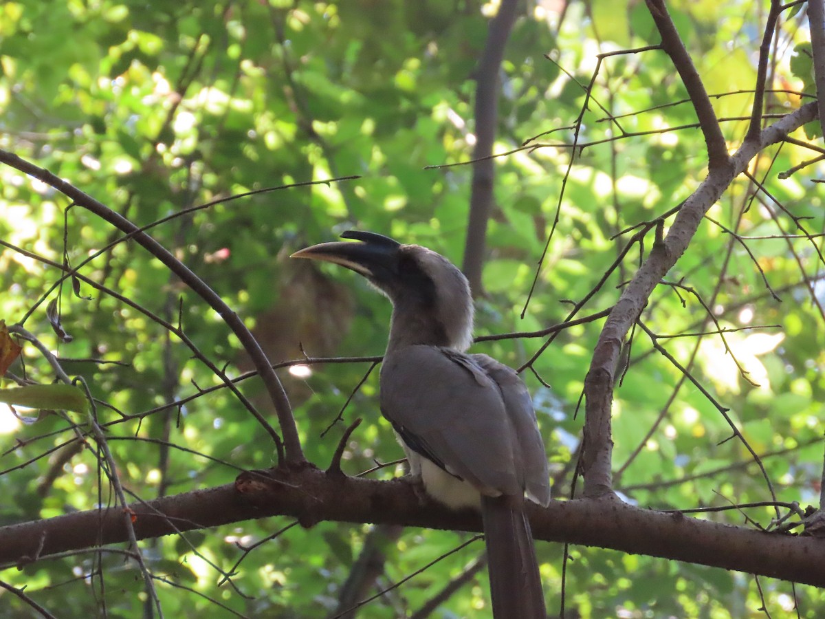 Indian Gray Hornbill - ML612028553