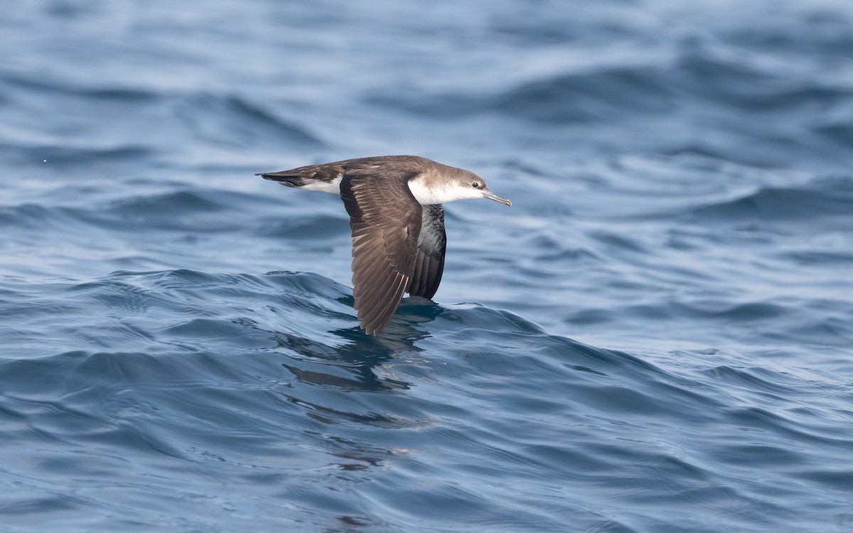 Persian Shearwater - ML612028565