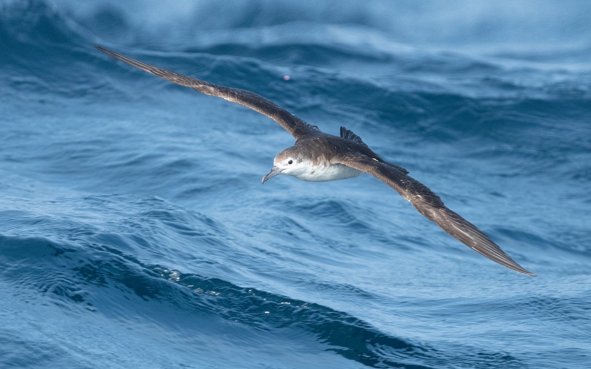 Persian Shearwater - ML612028566