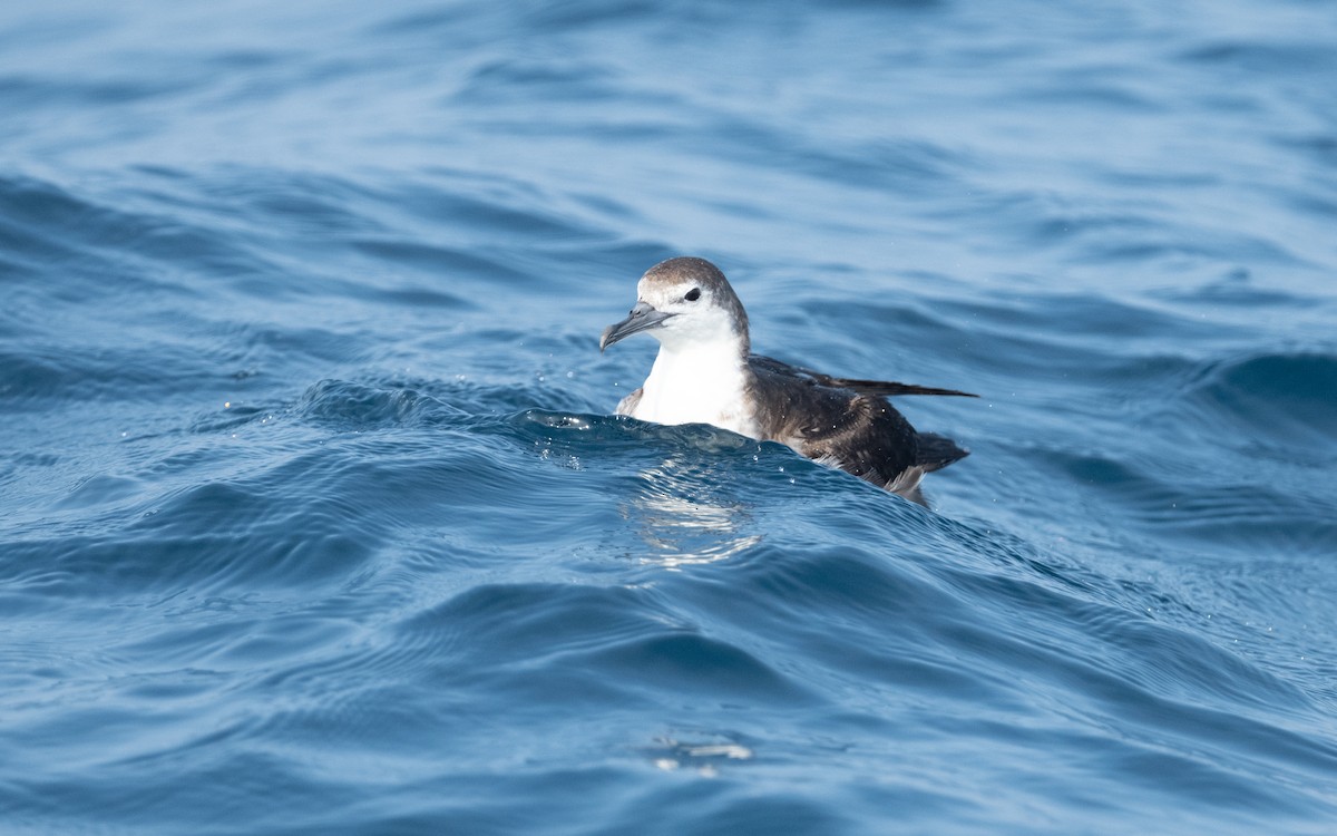 Persian Shearwater - ML612028567