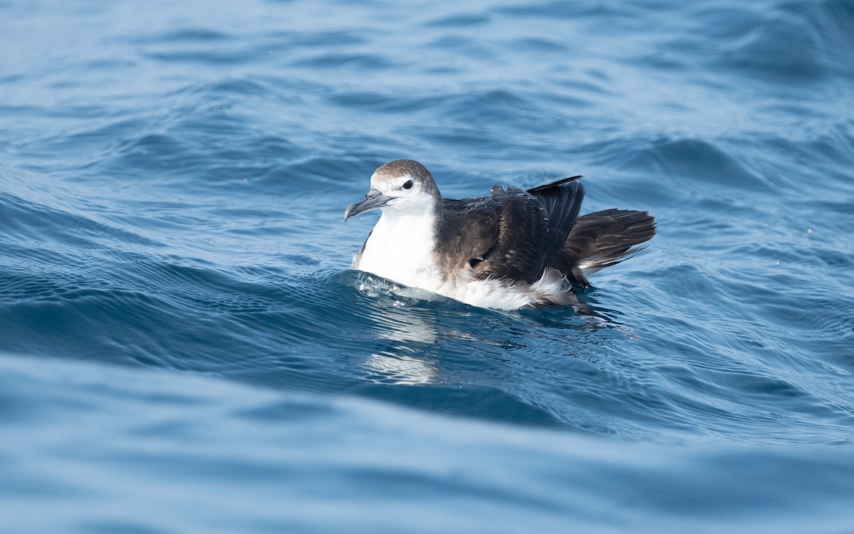 Persian Shearwater - ML612028577
