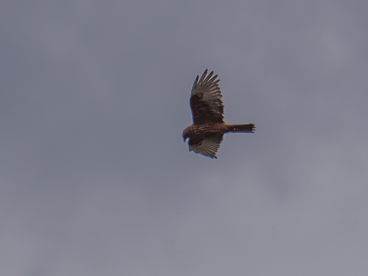 Swamp Harrier - Adam Nagy