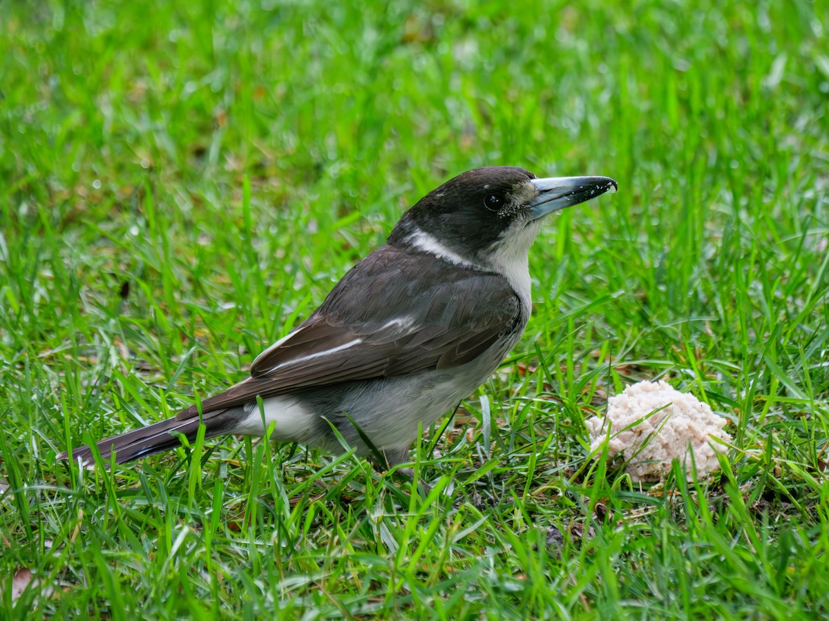 Gray Butcherbird - ML612028603