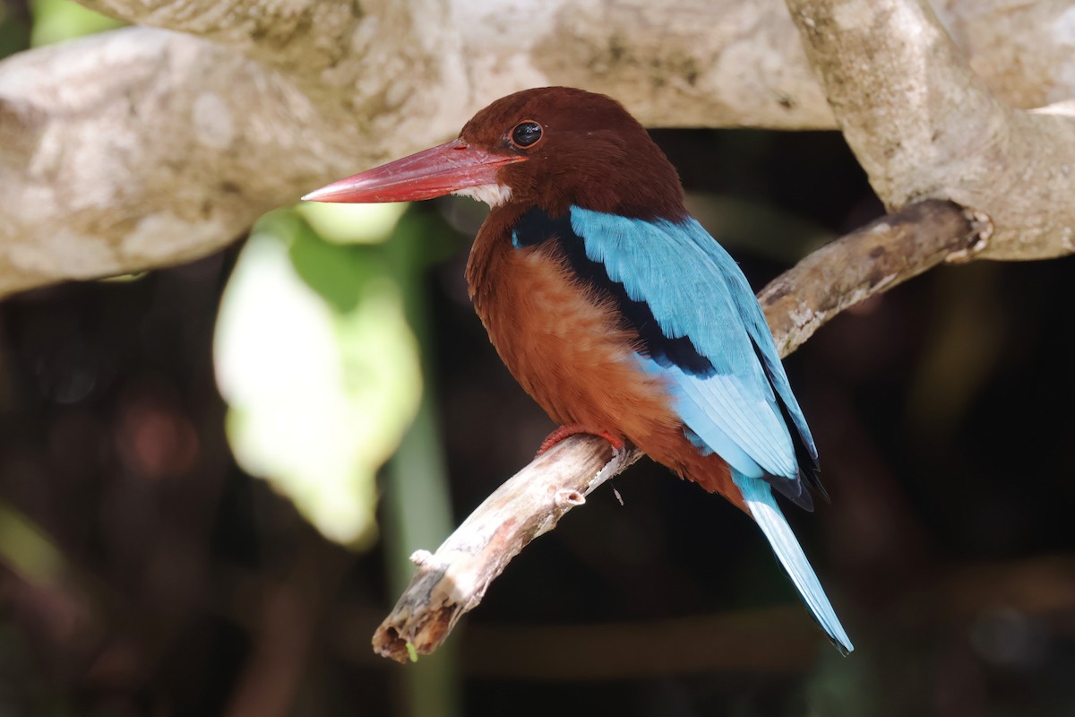 Brown-breasted Kingfisher - ML612028622