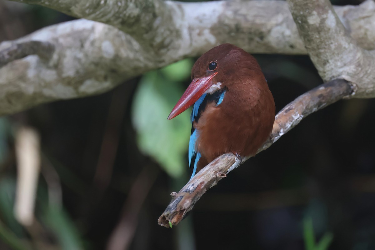 Brown-breasted Kingfisher - ML612028623