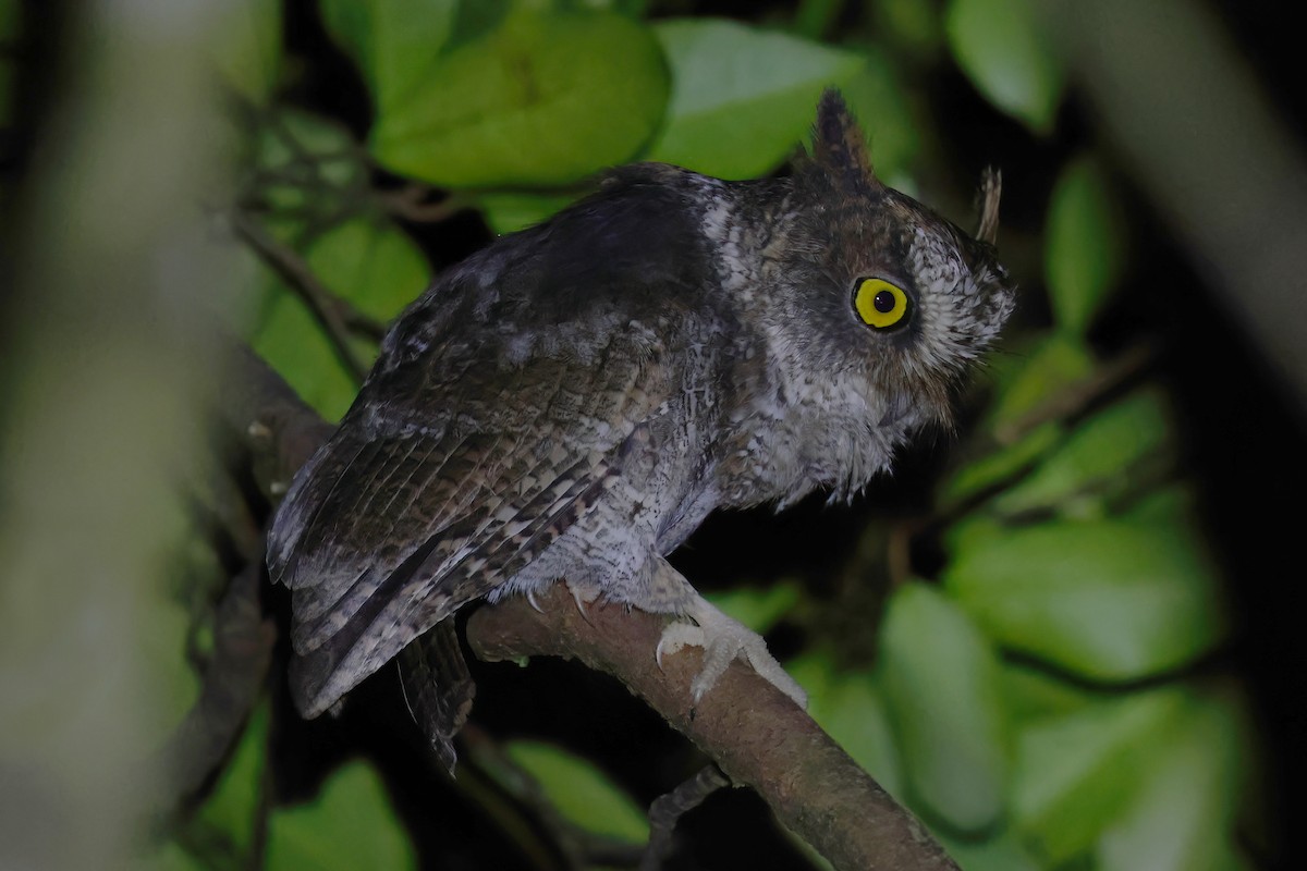 Luzon Scops-Owl - ML612028634