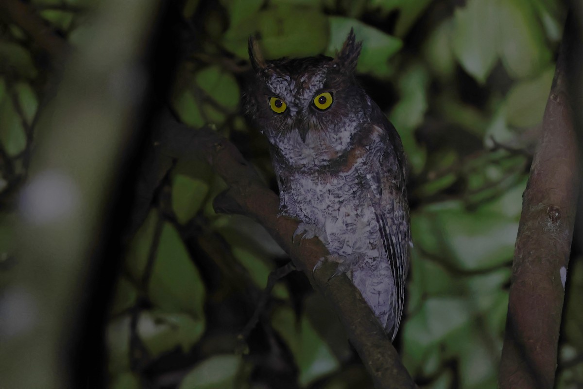 Luzon Scops-Owl - ML612028636