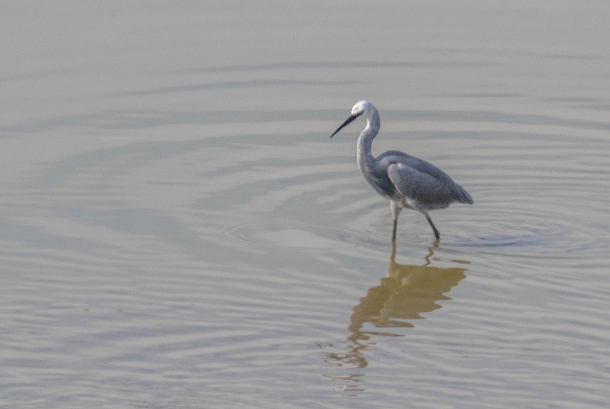 Little Egret - ML612028701