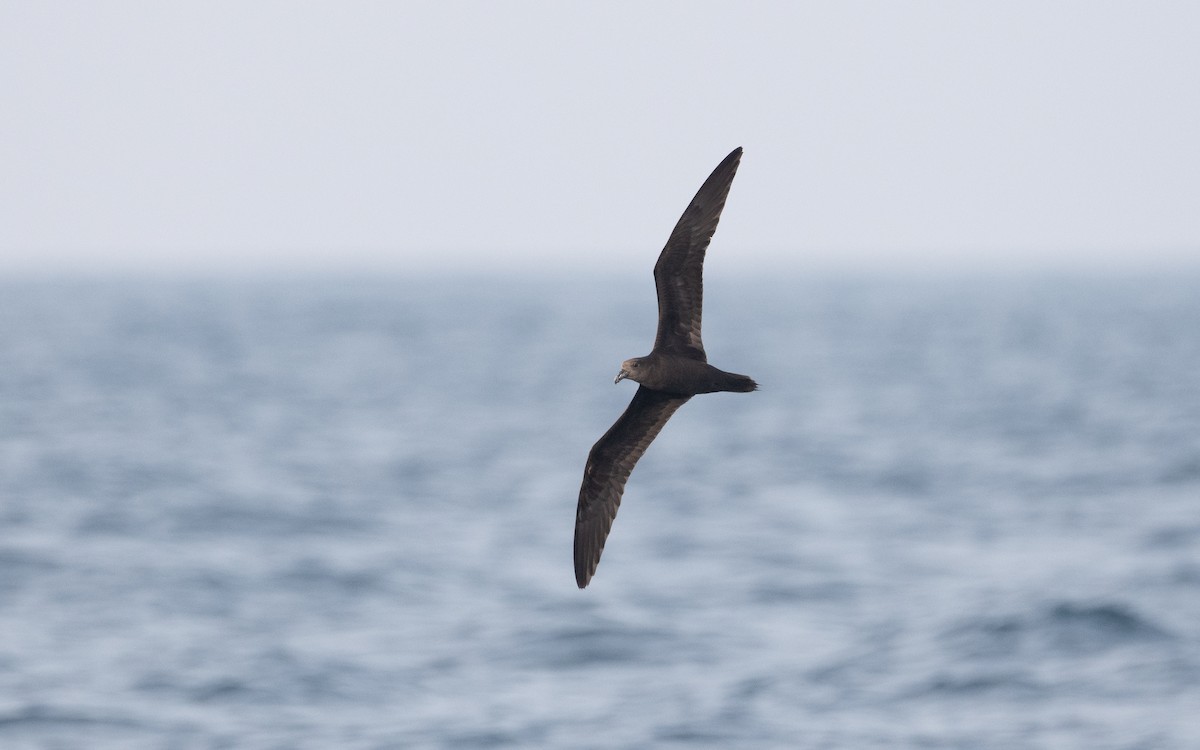 Jouanin's Petrel - Emmanuel Naudot