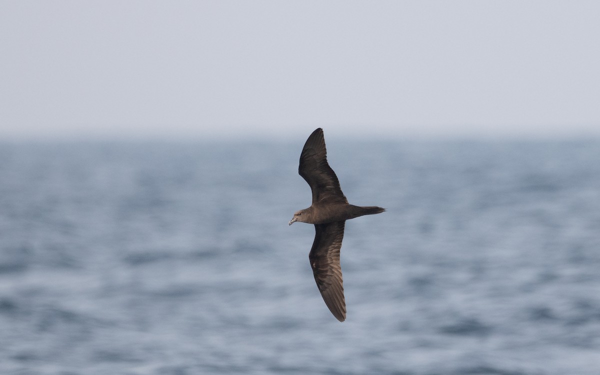 Jouanin's Petrel - Emmanuel Naudot