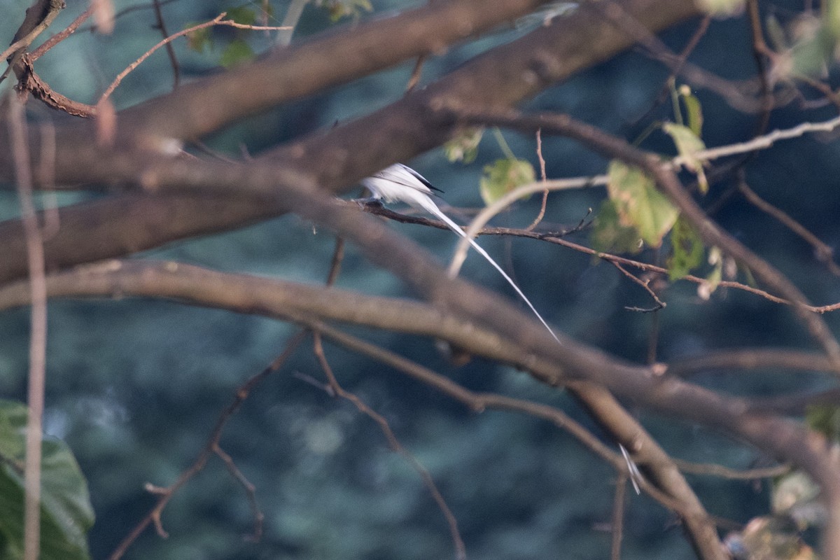 Indian Paradise-Flycatcher - ML612029049