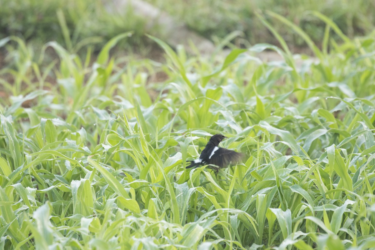 Pied Bushchat - ML612029051