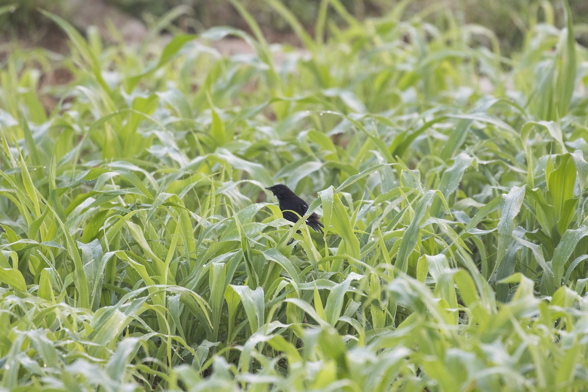 Pied Bushchat - Ramesh Shenai