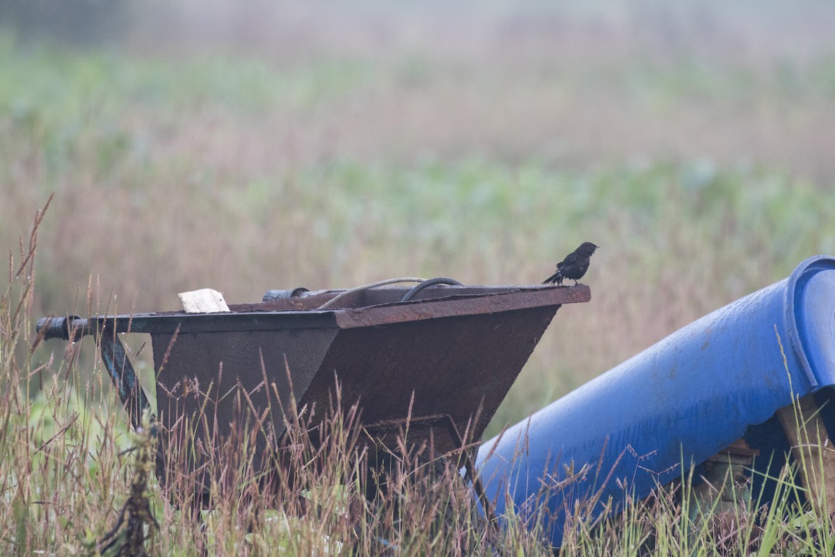 Pied Bushchat - ML612029055