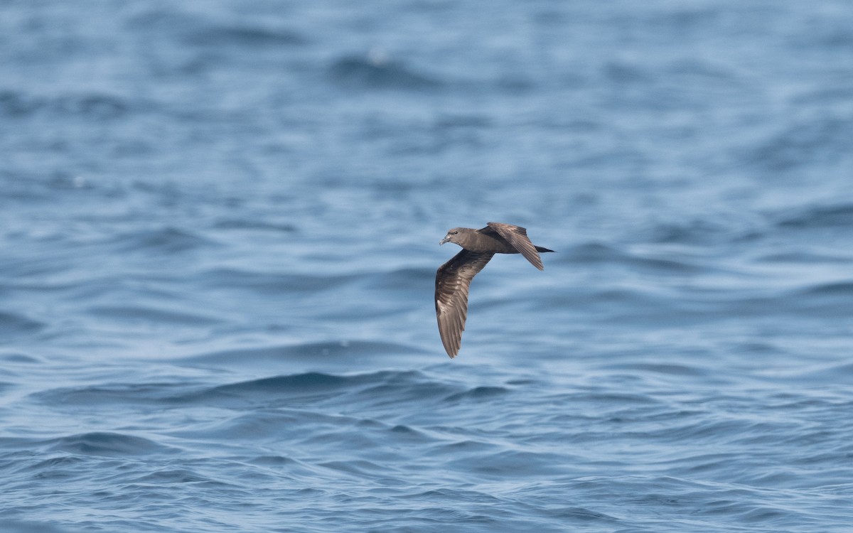 Jouanin's Petrel - Emmanuel Naudot