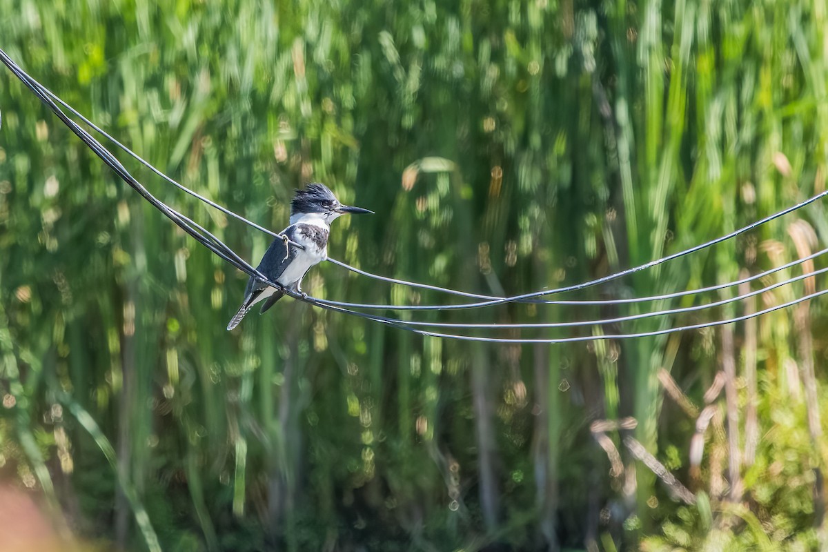 Belted Kingfisher - ML612029101