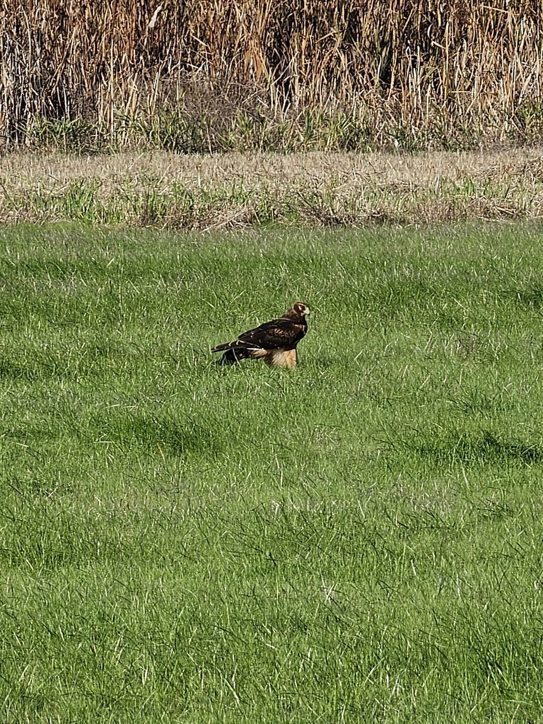 Northern Harrier - ML612029233