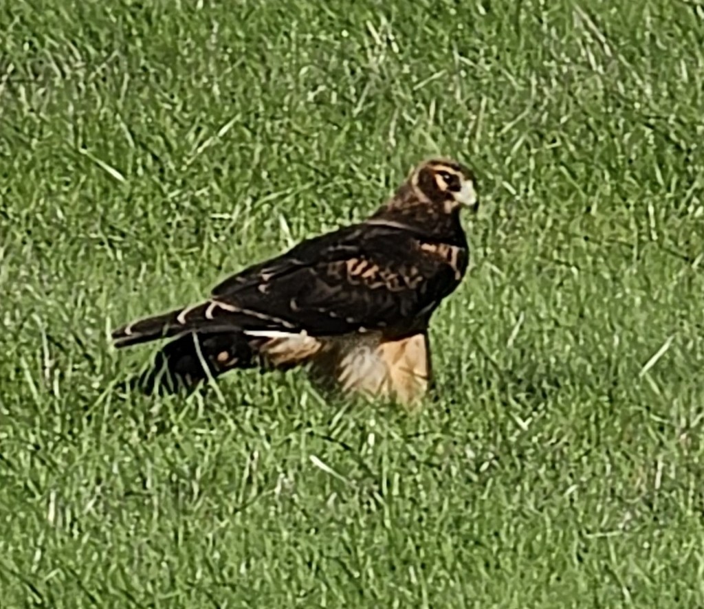 Northern Harrier - ML612029234