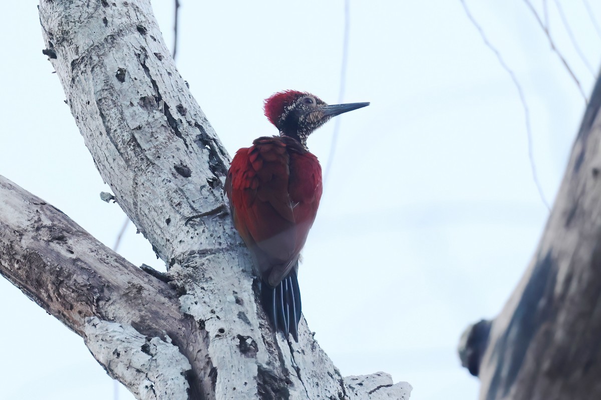 Luzon Flameback - Vincent van der Spek