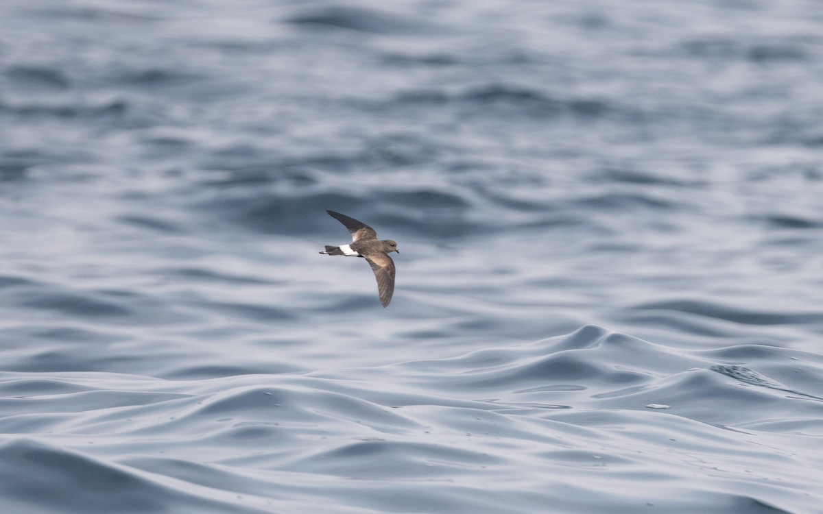 Wilson's Storm-Petrel - ML612029258
