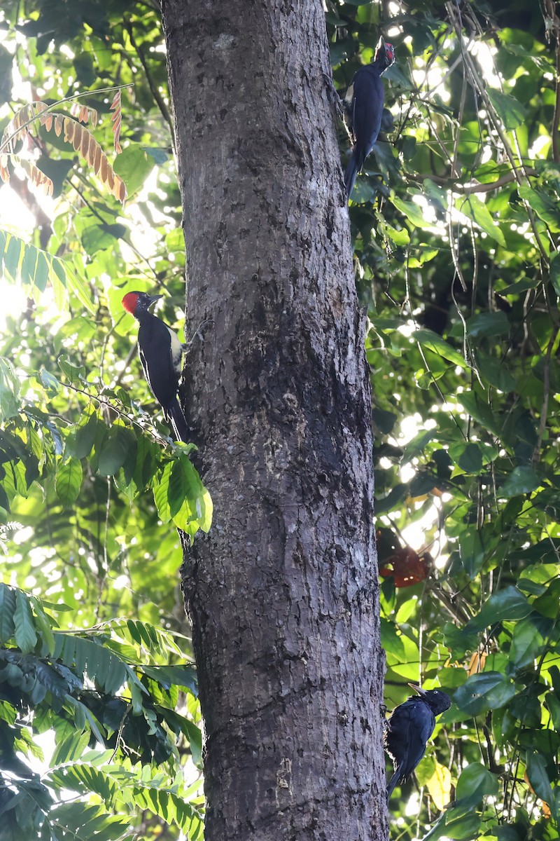 Northern Sooty-Woodpecker - ML612029267