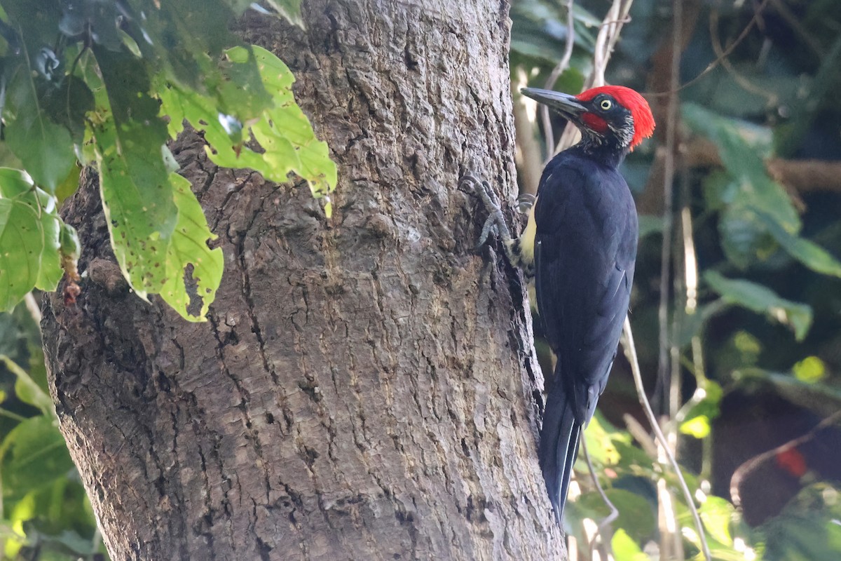 White-bellied Woodpecker - ML612029268