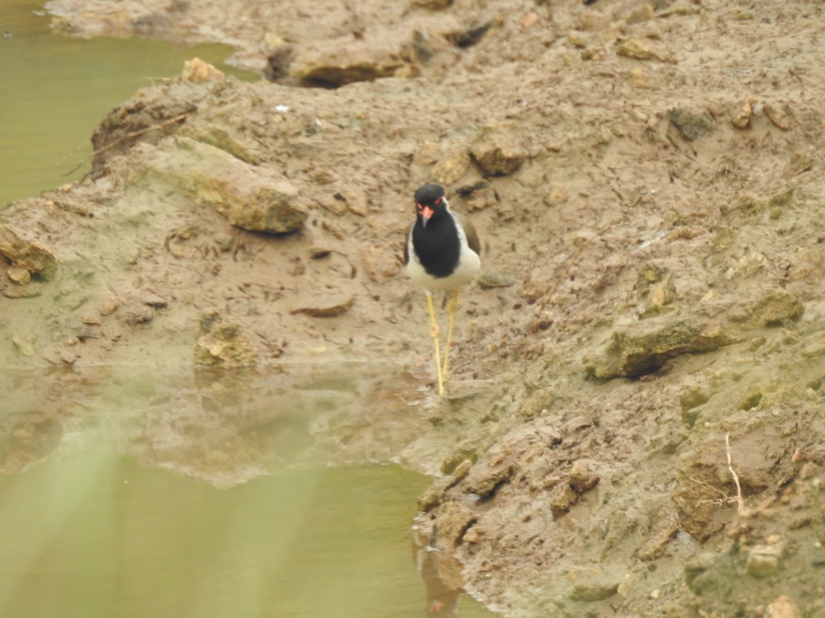 Red-wattled Lapwing - ML612029290