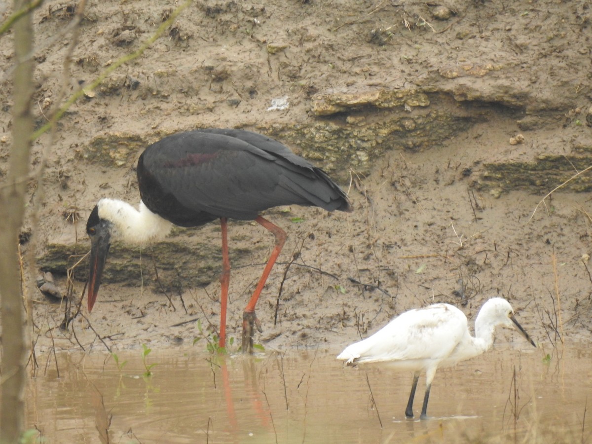 Asian Woolly-necked Stork - ML612029295