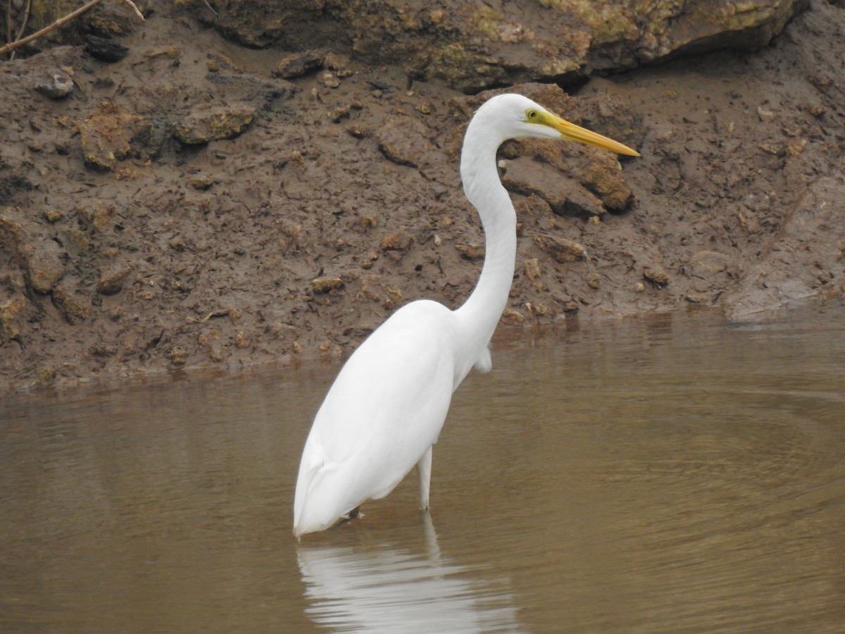 Great Egret - ML612029332