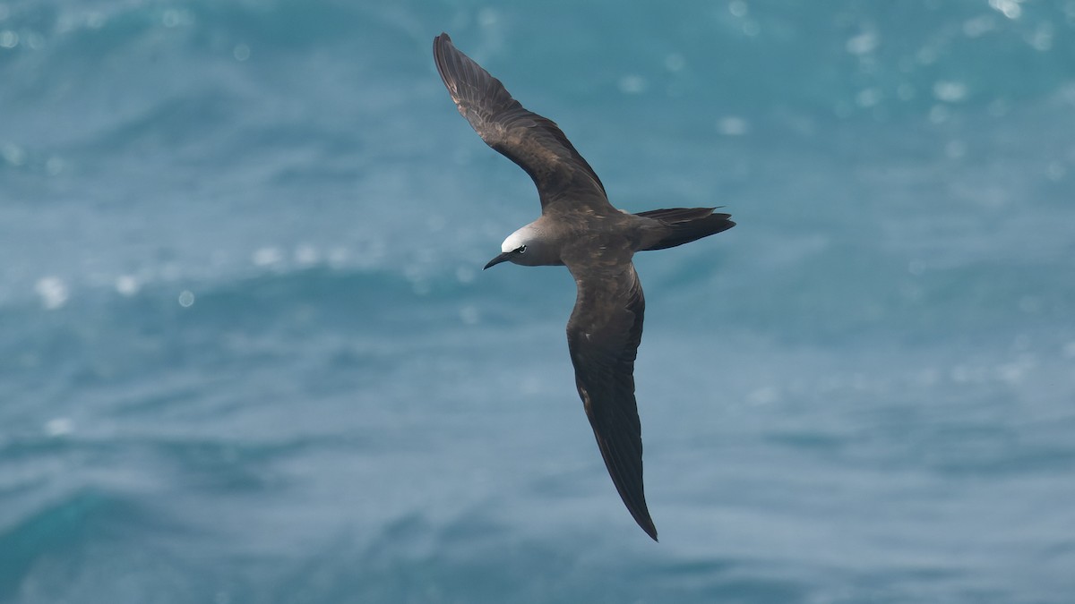 Brown Noddy - ML612029407