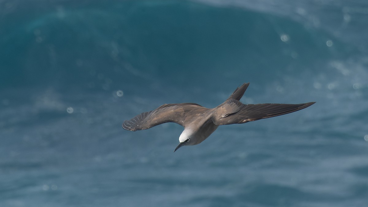 Brown Noddy - ML612029408