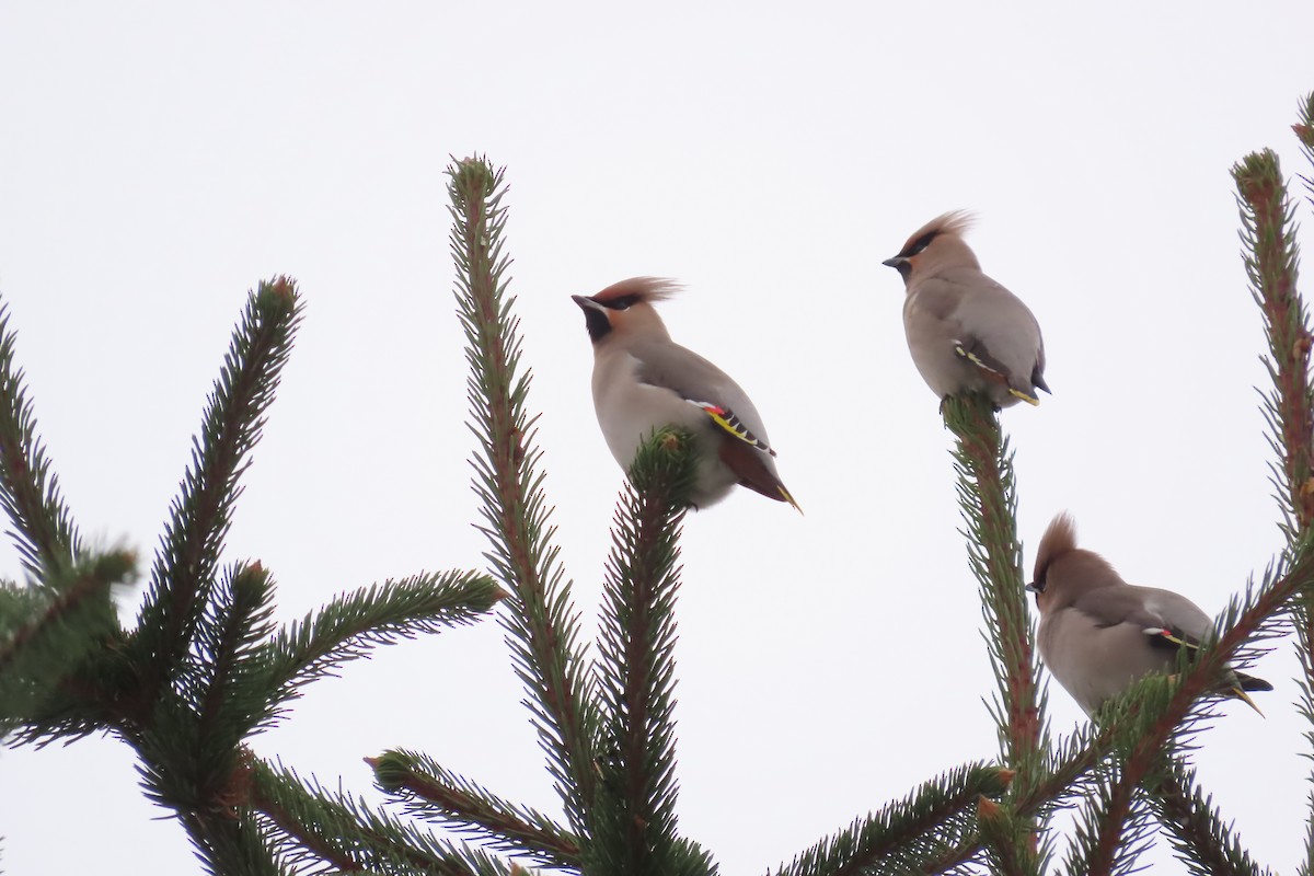 Bohemian Waxwing - ML612029479