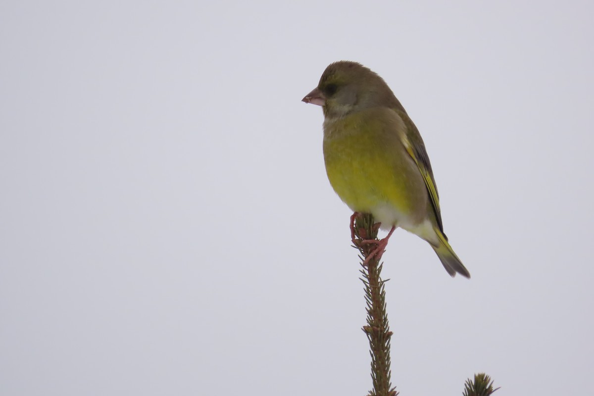 European Greenfinch - ML612029487