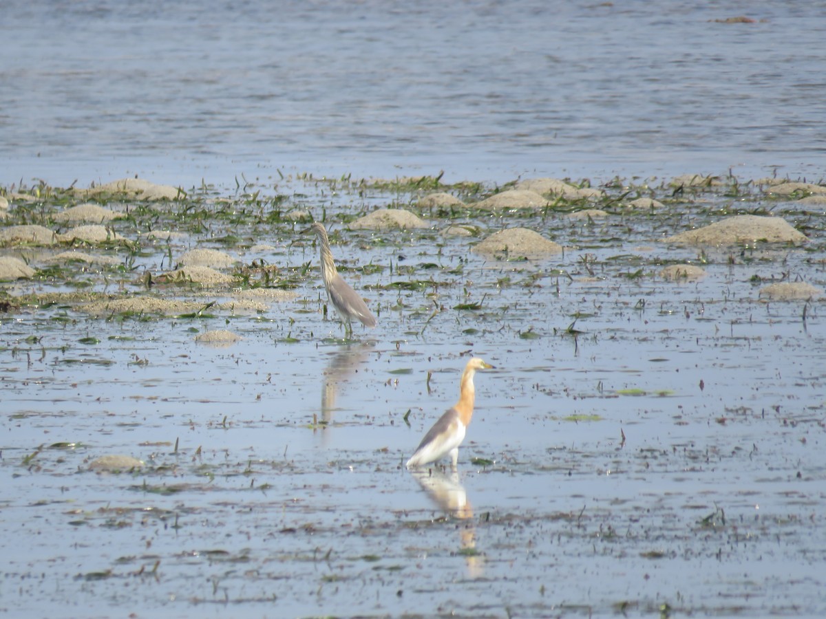 Javan Pond-Heron - ML612029517