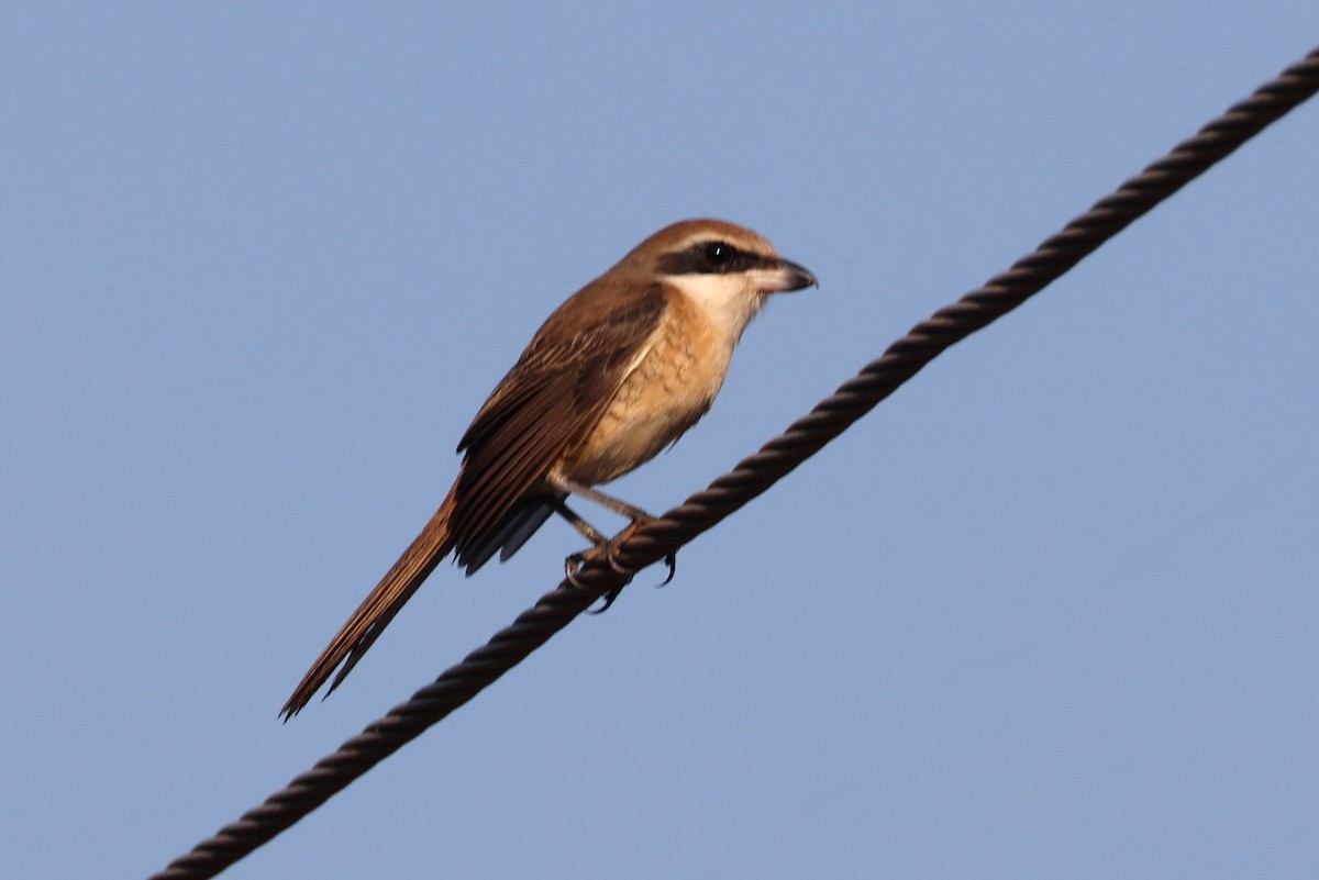 Brown Shrike - John Sandve