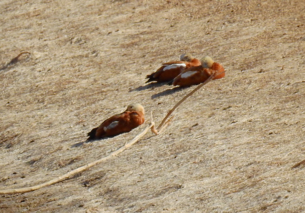 Ruddy Shelduck - ML612029586