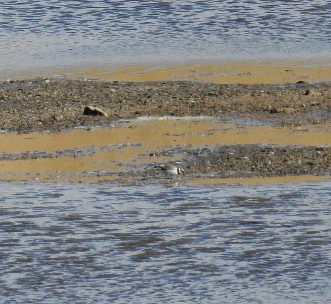 Little Ringed Plover - ML612029619