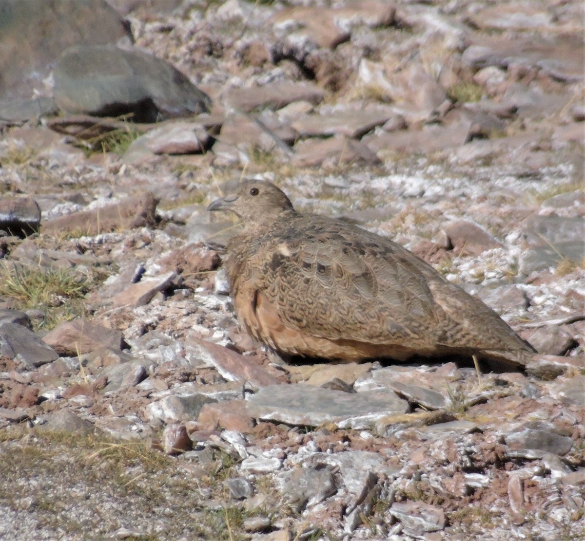 Rufous-bellied Seedsnipe - ML612029714