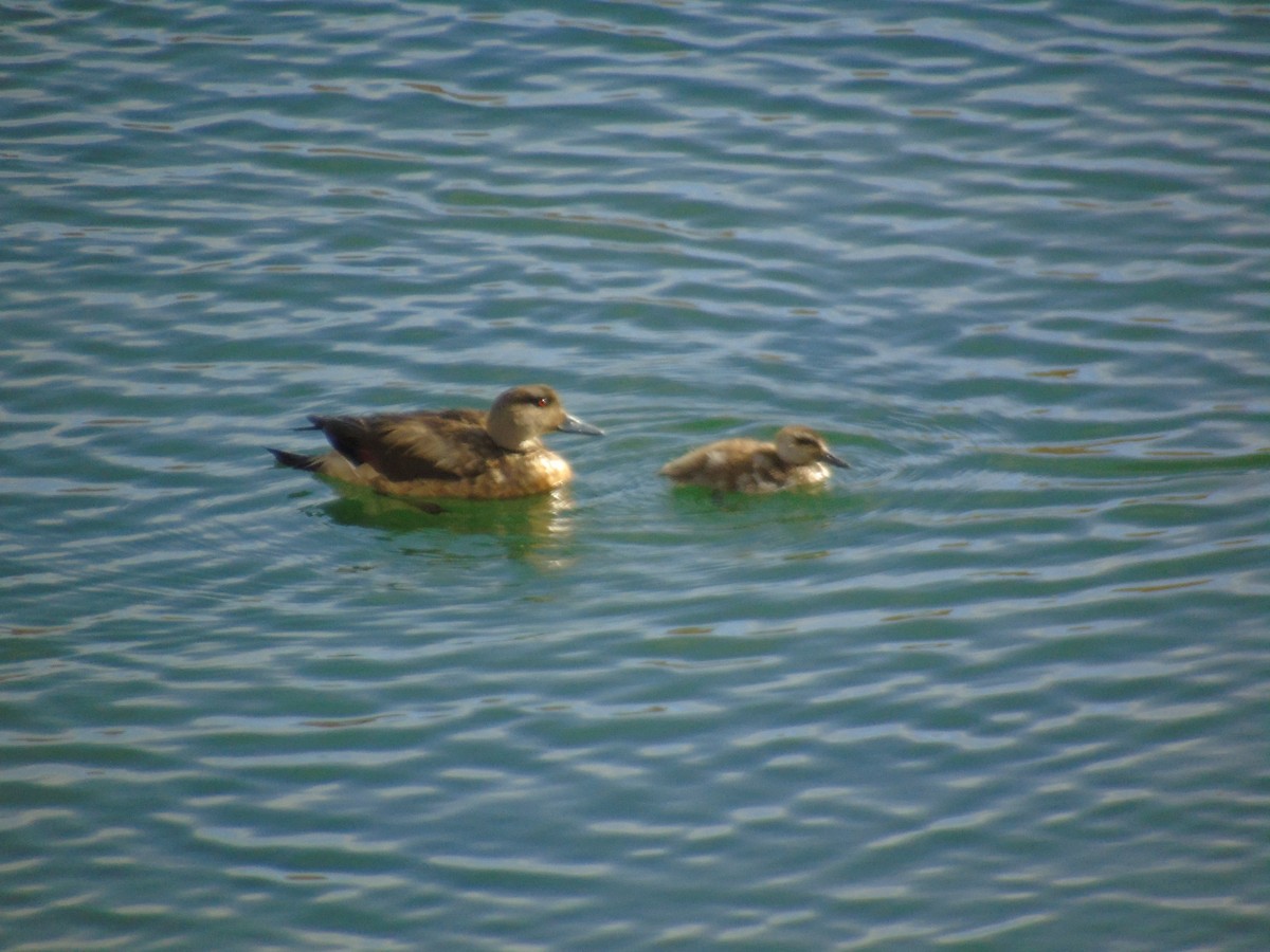 Crested Duck - ML612029787