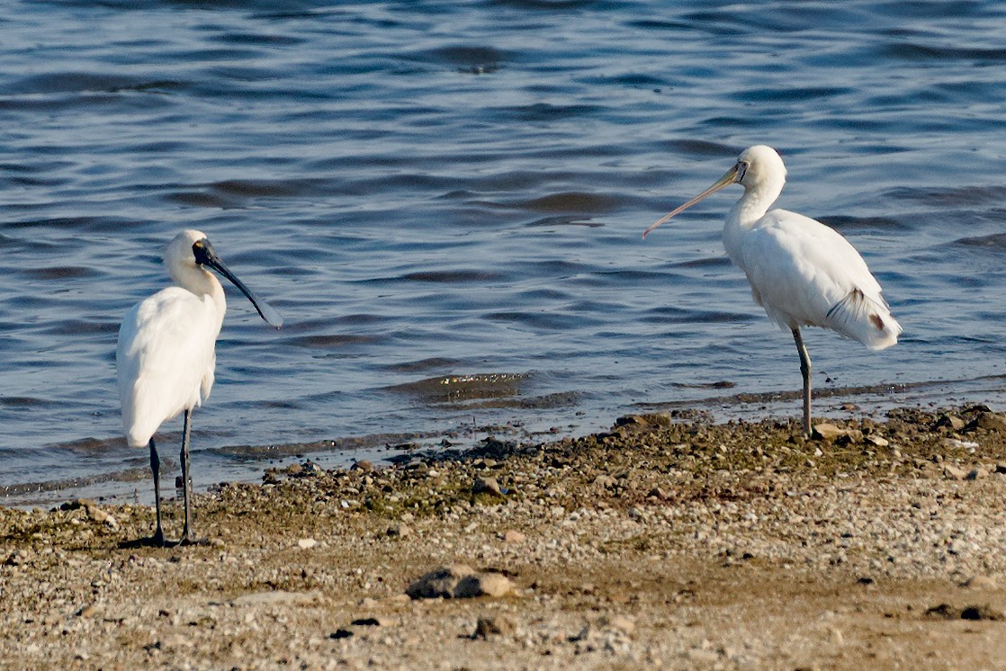 Yellow-billed Spoonbill - ML612029800