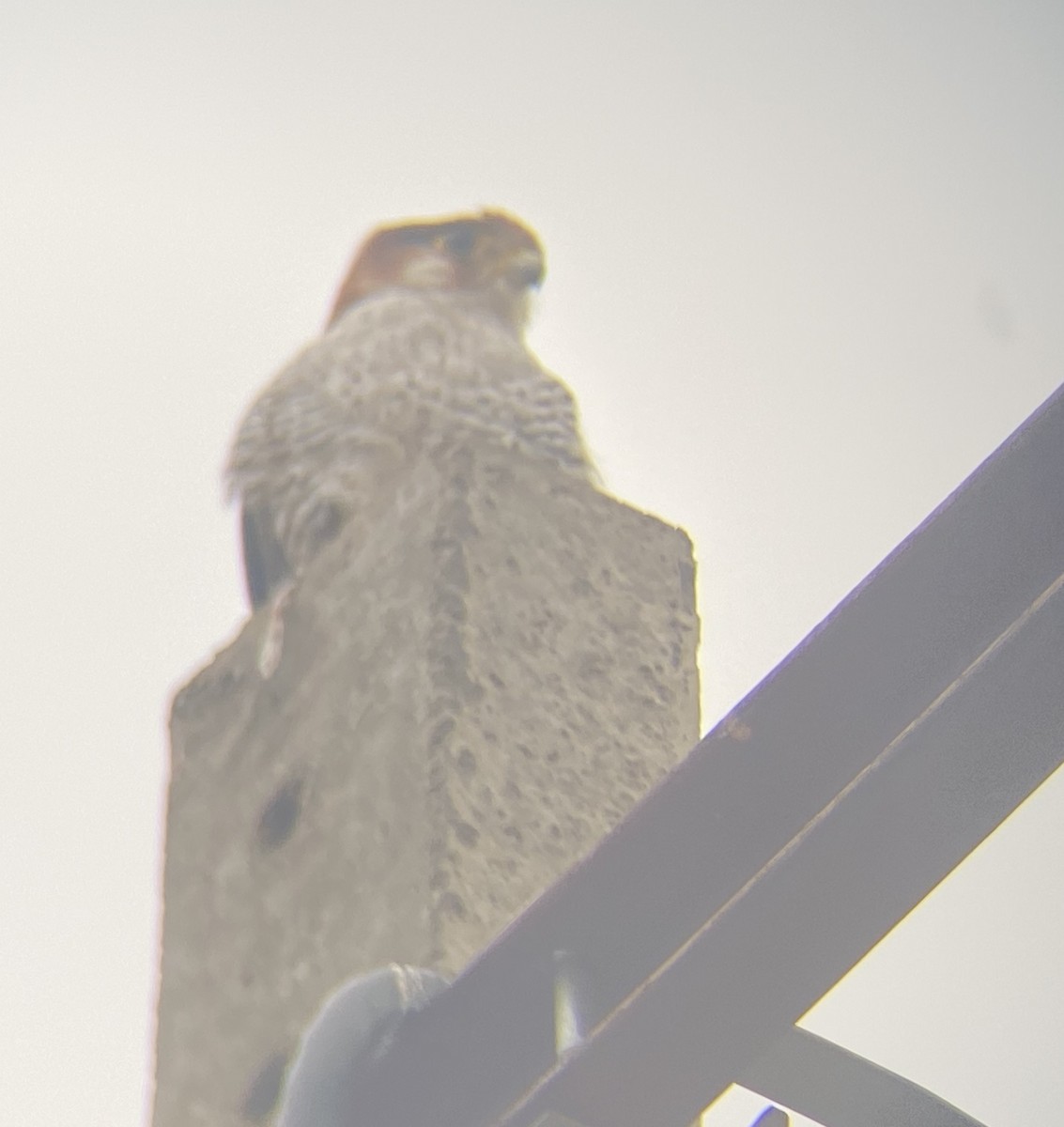 Red-necked Falcon - ML612029807